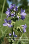 Is_img_0721