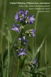 Is_img_0725