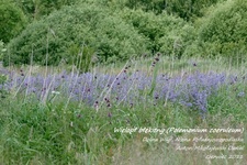 Is_img_5157
