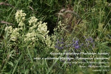 Is_img_0741