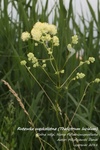 Is_img_0834