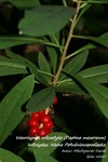 Is_img_1772
