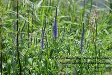 Is_img_5333