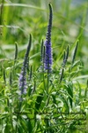 Is_img_5345
