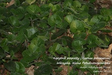 Is_img_7944