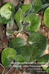 Is_img_7945