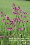 Is_img_9289