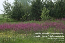 Is_img_9448