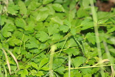 Liście