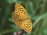 Dscf1885