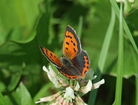 Dscf1877