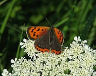 Dscf1971