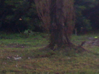 Img_0388
