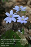 Is_img_4749