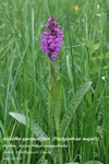 Is_img_5138