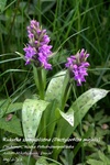 Is_img_8881