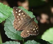 Dscf2137