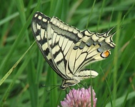 Dscf2184
