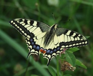 Dscf2175