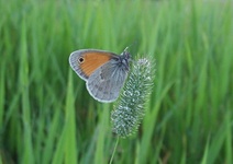 Dscf2232