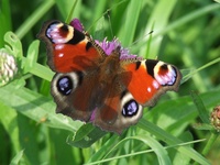Dscf2567