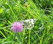 Dscf2586