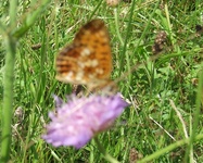 Dscf2254