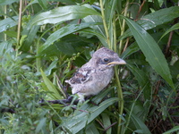 Pict0011