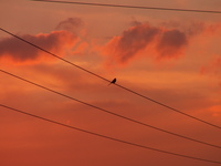 Pict0036