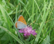 Dscf2887