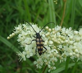 Dscf2955