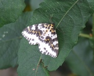 Dscf2948