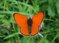 Dscf2976