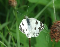 Dscf2997