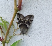 Dscf2124