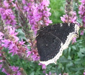Dscf3064