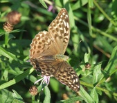 Dscf3098
