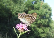 Dscf3125