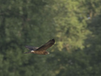 Imgp5458