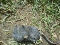 Mms_img30266