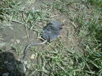 Mms_img56013
