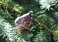 Dscf3558