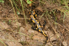 Salamandra27lip