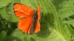 S2940005