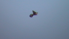 S2900009