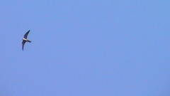 S2900034