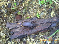 Pict0560