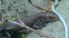 S2970003