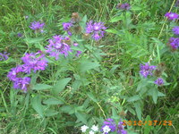 Pict0585