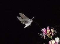 Dscf3922